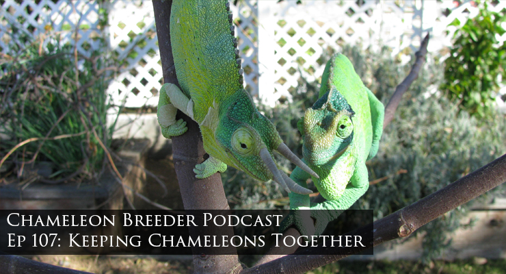 Keeping chameleons together