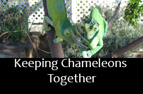 The care and bioactive maintenance of the Panther Chameleon – The