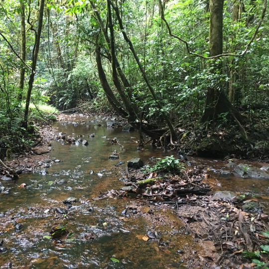 Cameroon montane habitat