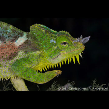 quadricornis chameleon