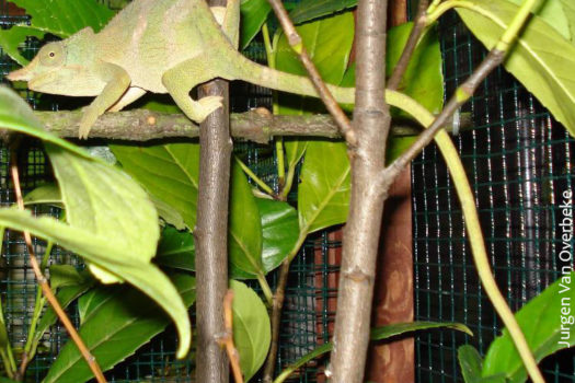 Kinyongia matschiei chameleon adult female