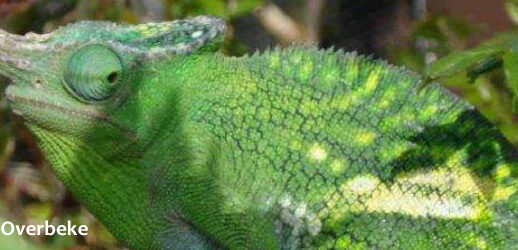 Kinyongia matschiei chameleon