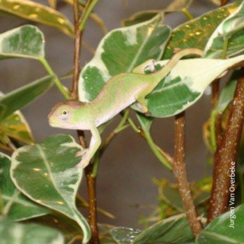 Kinyongia matschiei chameleon baby