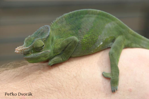Kinyongia matschiei chameleon young male