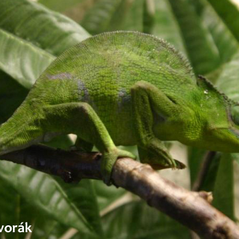 Kinyongia matschiei chameleon adult male