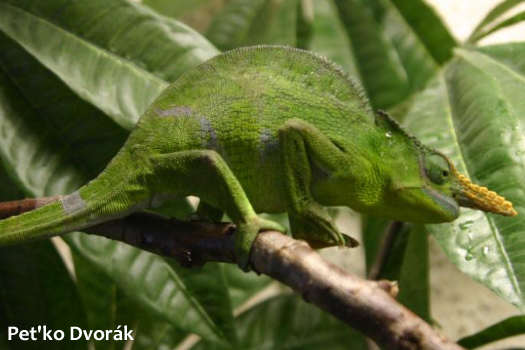 Kinyongia matschiei chameleon adult male