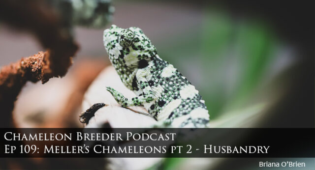 baby meller's chameleon