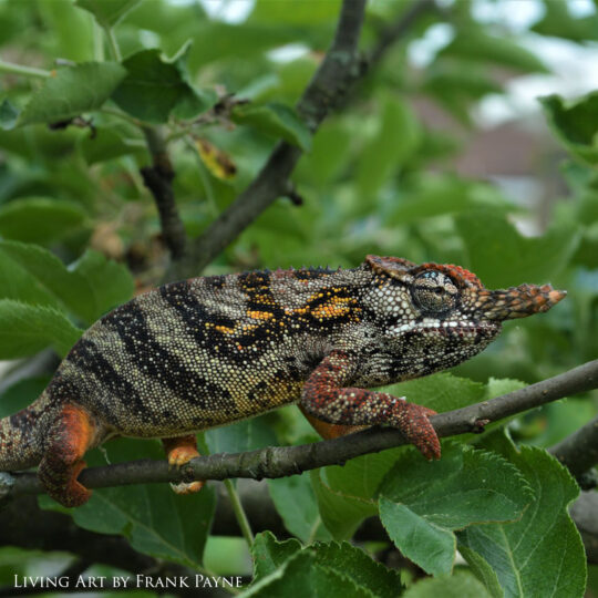 Male Furcifer minor