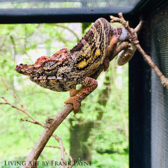 Male Furcifer minor