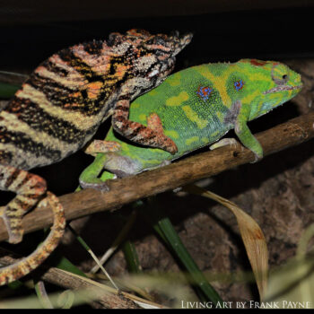 Furcifer minor mating