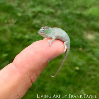 Furcifer minor juvenile