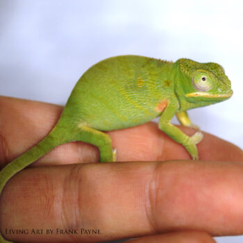 Furcifer minor female 3