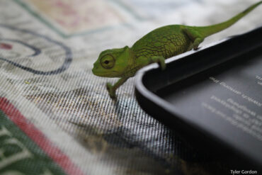 Baby Trioceros montium Mountain Chameleon