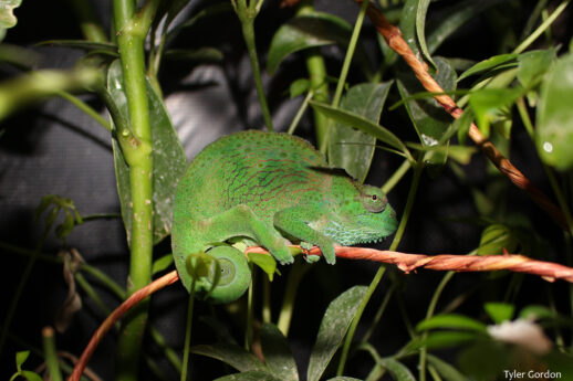 Female Trioceros montium Mountain Chameleon