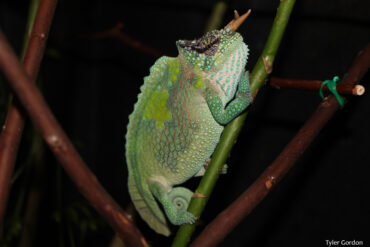 male trioceros montium Mountain Chameleon