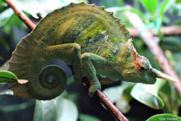 male trioceros montium Mountain Chameleon