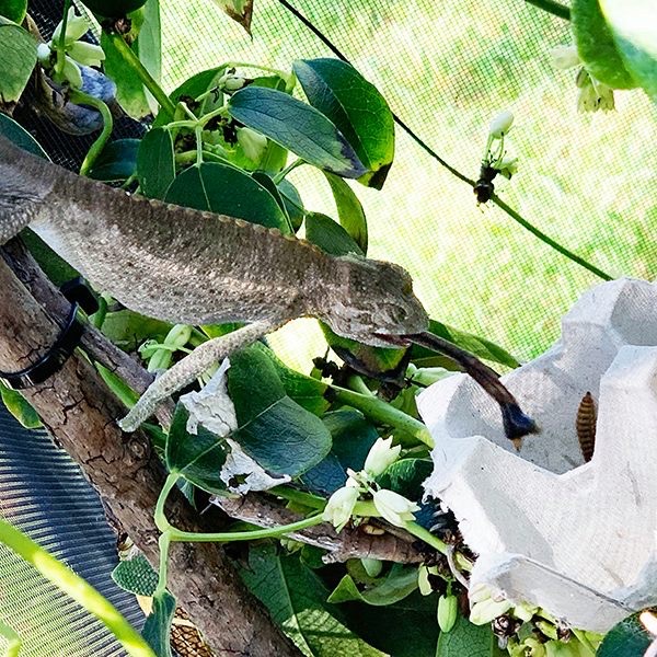 chameleon eating branch