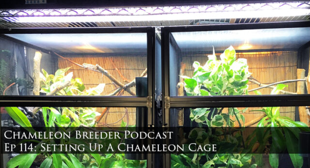 Chameleon Cage set-up