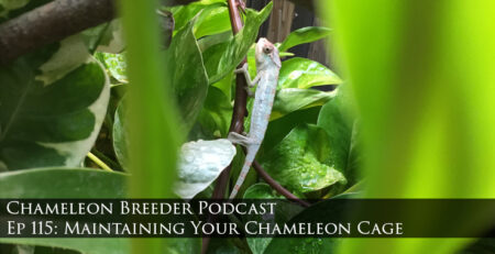 Maintaining Your Chameleon Cage