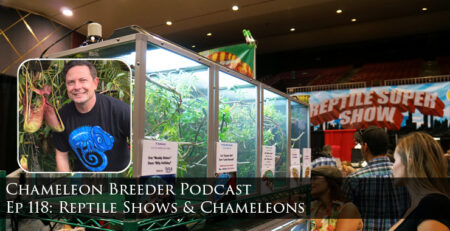 Reptile Shows and Chameleons