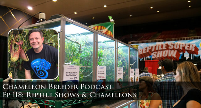 Reptile Shows and Chameleons