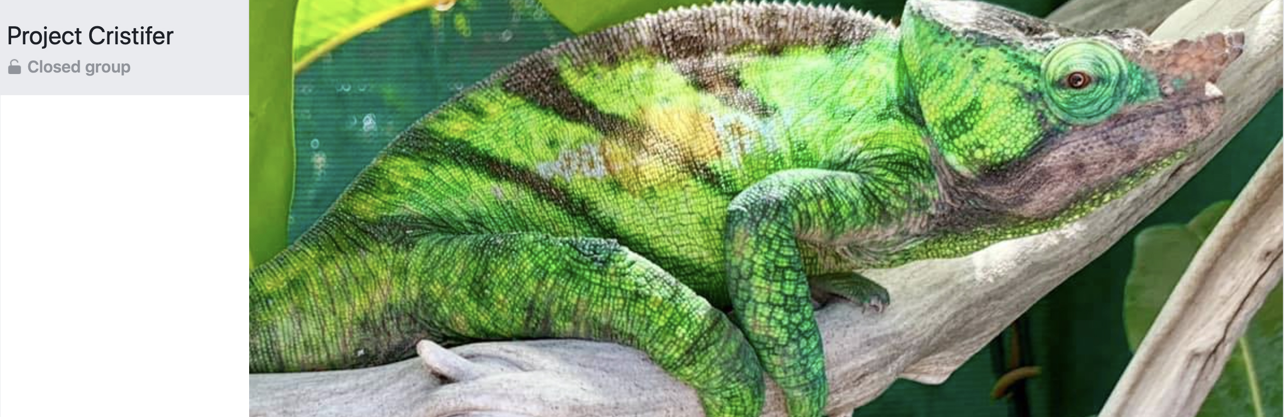 Parsons cristifer chameleon Facebook group