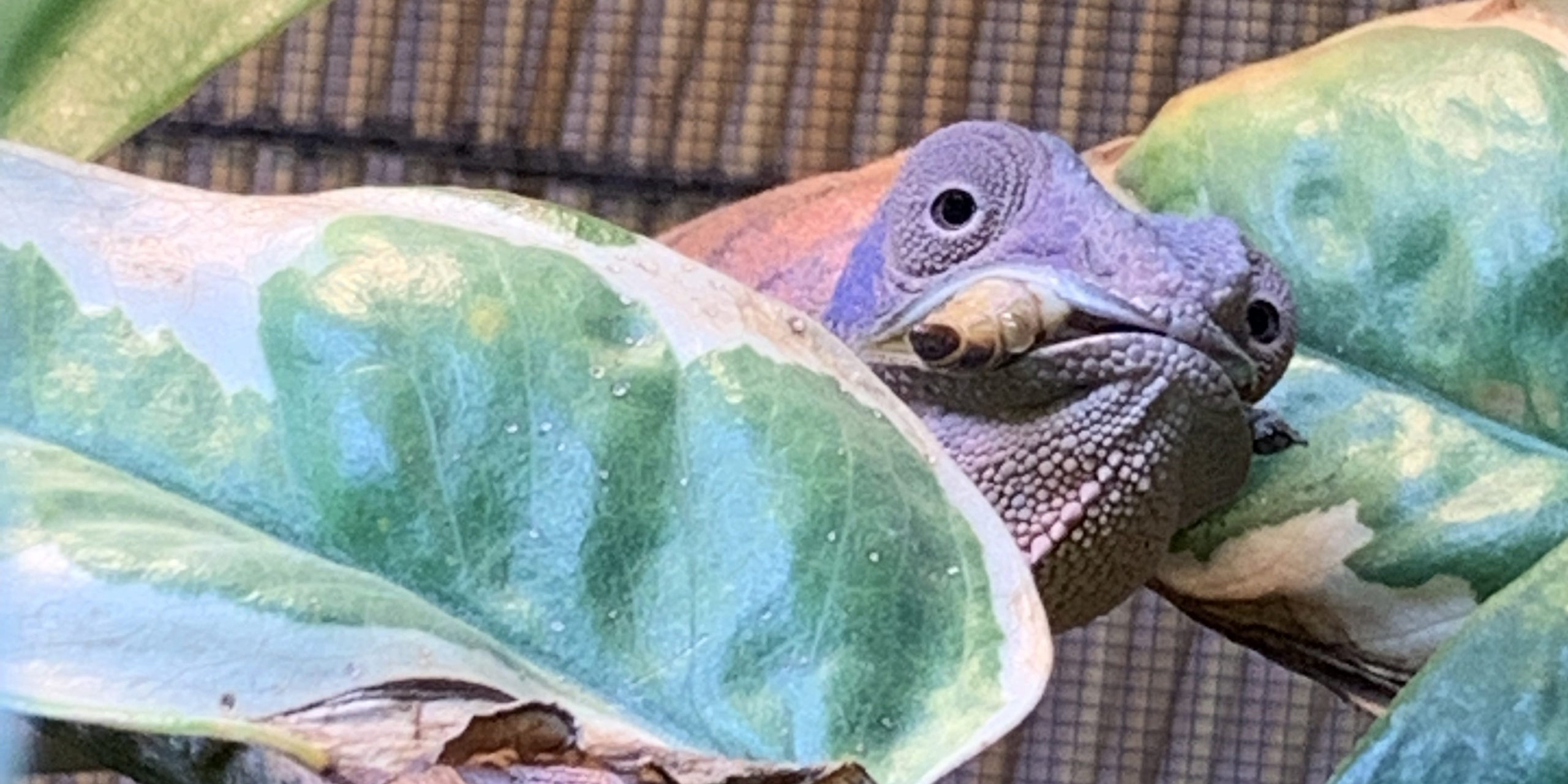 Basics: Feeding Chameleons - Chameleon Academy