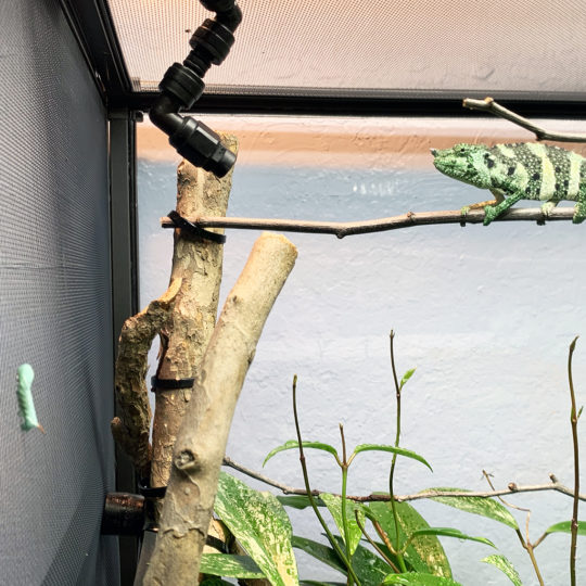 Basics: Feeding Chameleons - Chameleon Academy