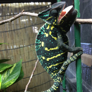 gravid colors for veiled chameleon