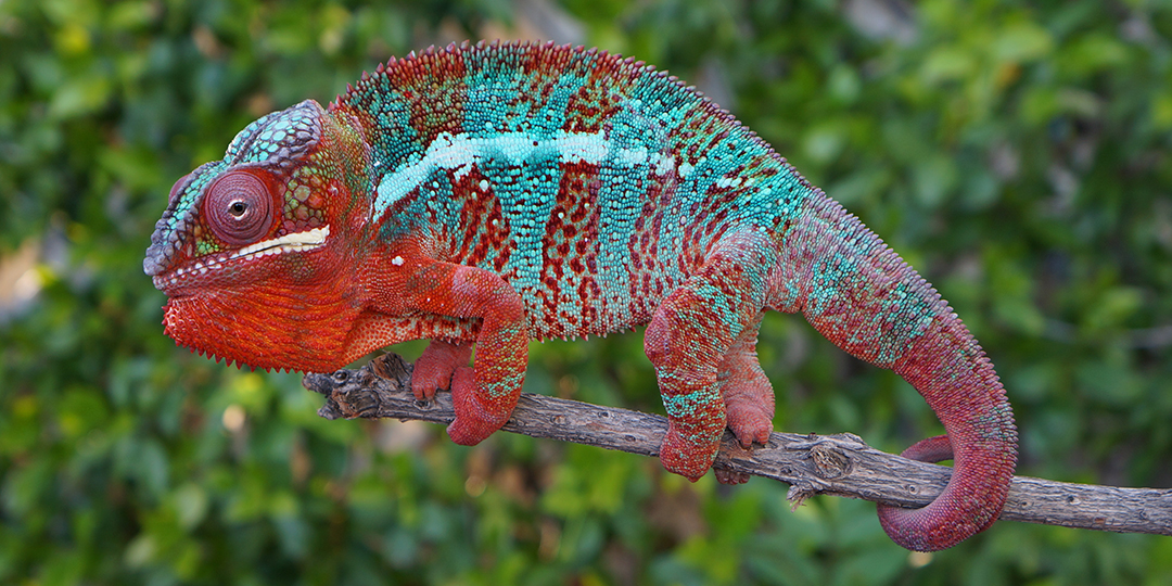 Panther Chameleon Care Academy