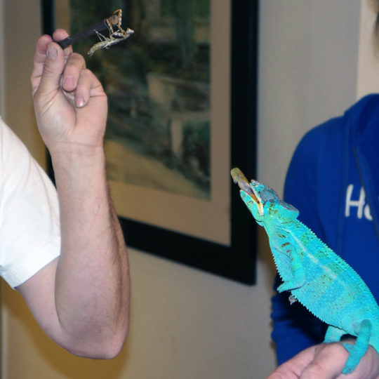 Panther Chameleon eating from hand