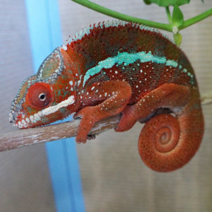 Red Ambilobe Panther Chameleon