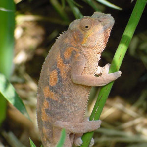 Female Ambanja Panther Chameleon