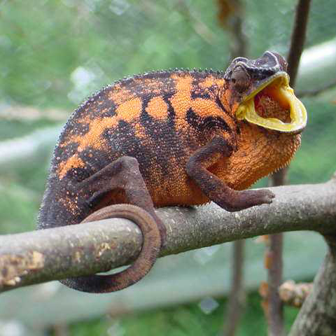 Gravid Ambanja Panther Chameleon