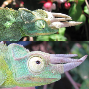 Horn drift in Hawaiian Jackson's Chameleons