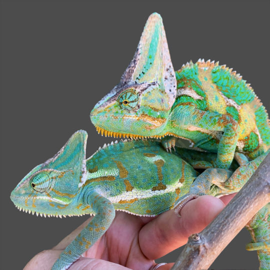 male and female Veiled Chameleon