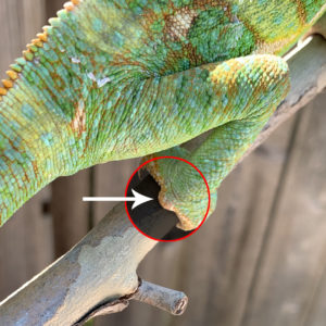 Veiled Chameleon male with tarsal spur