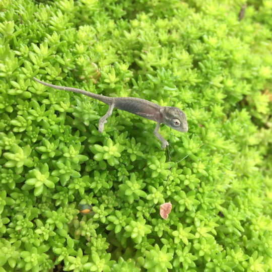 Chameleon on moss