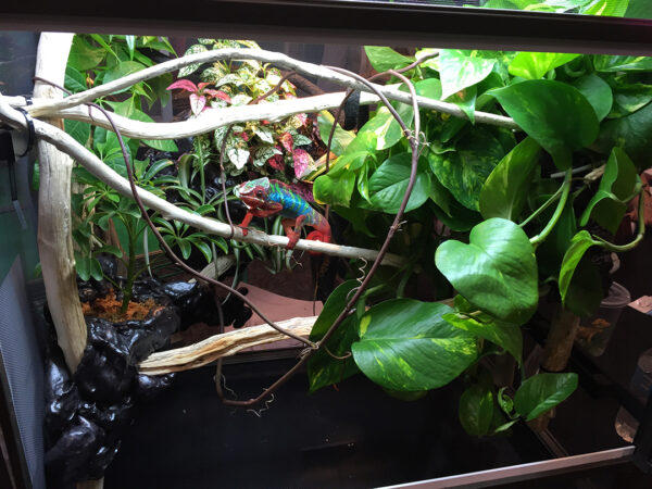 Chameleon Cage Plants - Chameleon Academy