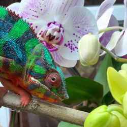 Chameleon and orchids