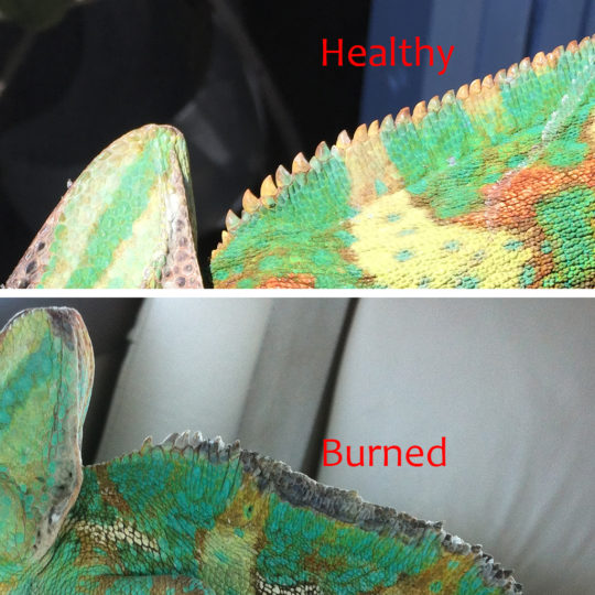 Veiled Chameleon Burn comparison