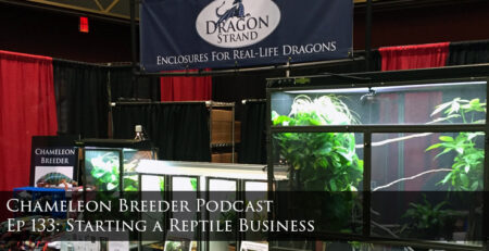 Starting a Reptile Business
