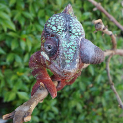 panther chameleon with extended eye