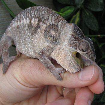 a panther chameleon going to bite