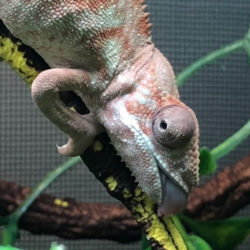panther chameleon with MBD