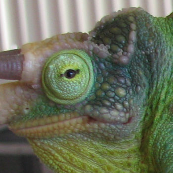 Jackson's Chameleon with Temporal Gland Infection