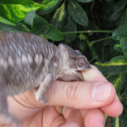 female panther chameleon biting