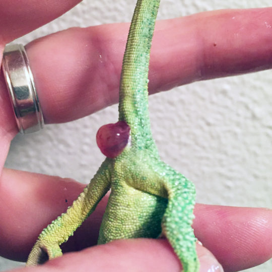 intestinal prolapse in chameleon