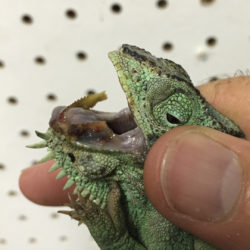 chameleon with broken jaw
