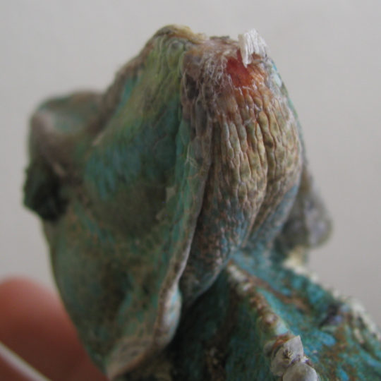 open wound casque burn on veiled chameleon